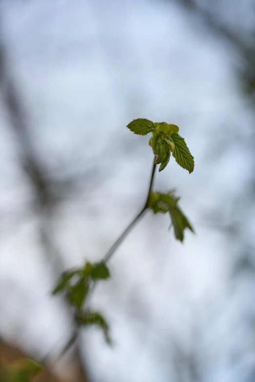 the nches of a tree with green leaves