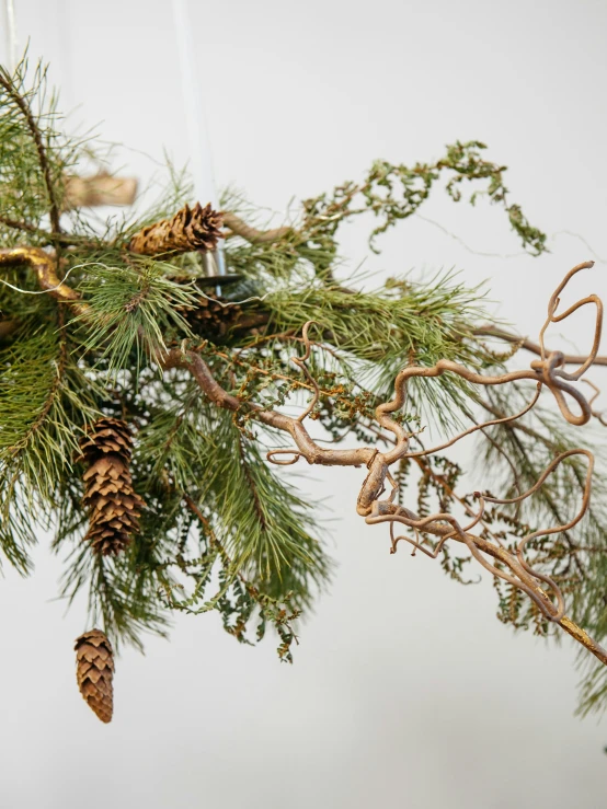 a close - up of some pine cones on a pine tree