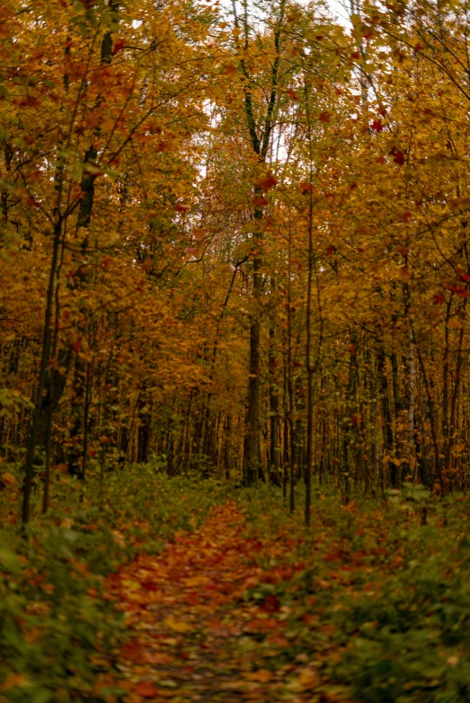 a path in a forest is bordered by lush fall leaves