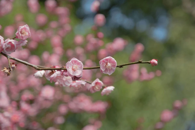 a picture of pink flowers on a tree nch