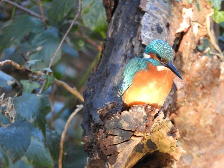 there is a very colorful bird on a tree nch