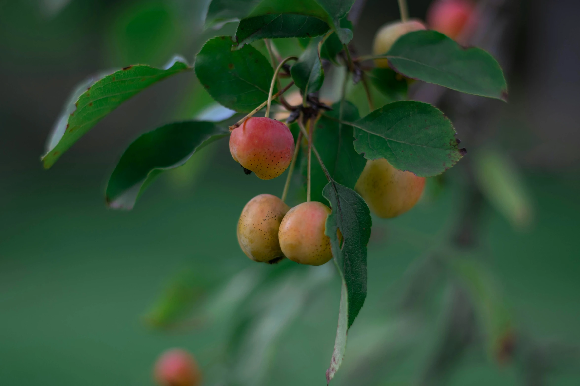 a couple of ripe fruit is hanging from a nch