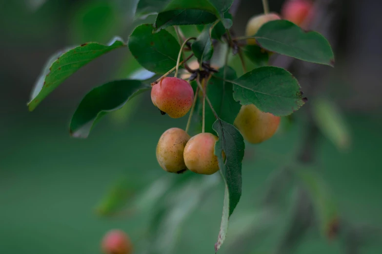 a couple of ripe fruit is hanging from a nch