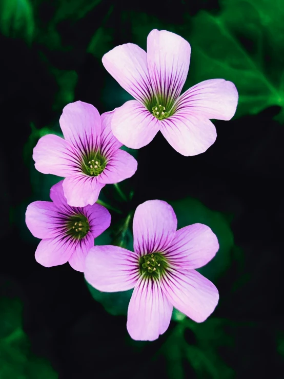 four pink flowers are shown in this black and green image