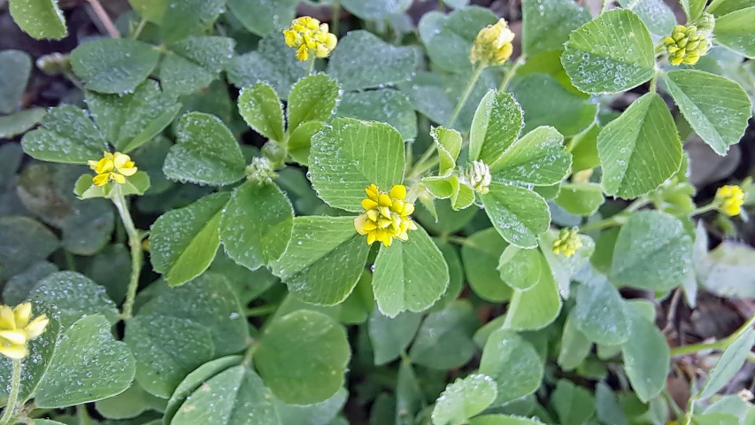 a small bush of plantain covered in raindrops