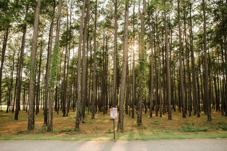 a street intersection that is surrounded by pine trees