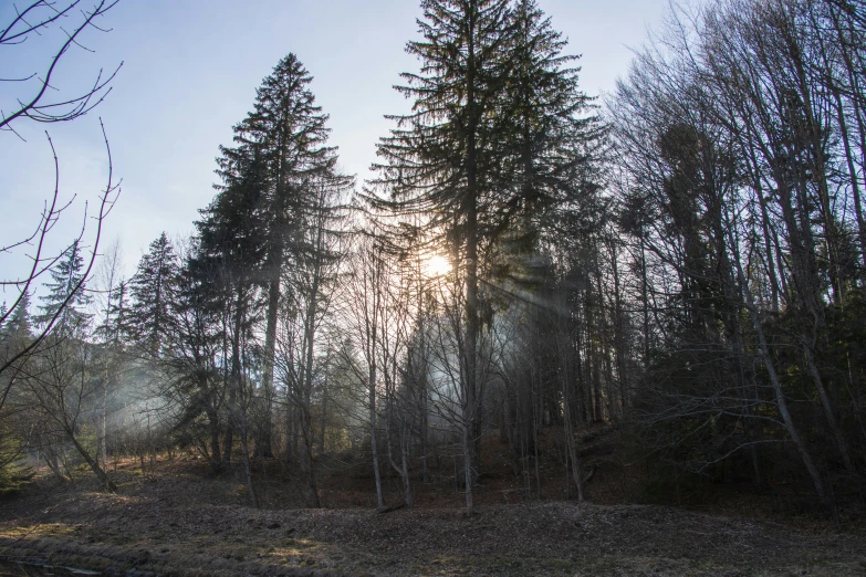 a sun is seen shining through a forest filled with trees