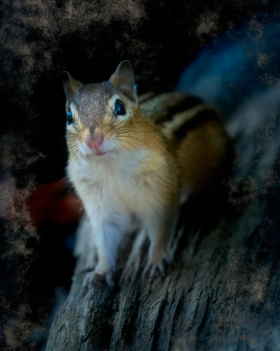 an image of a mouse that is sitting on a tree nch