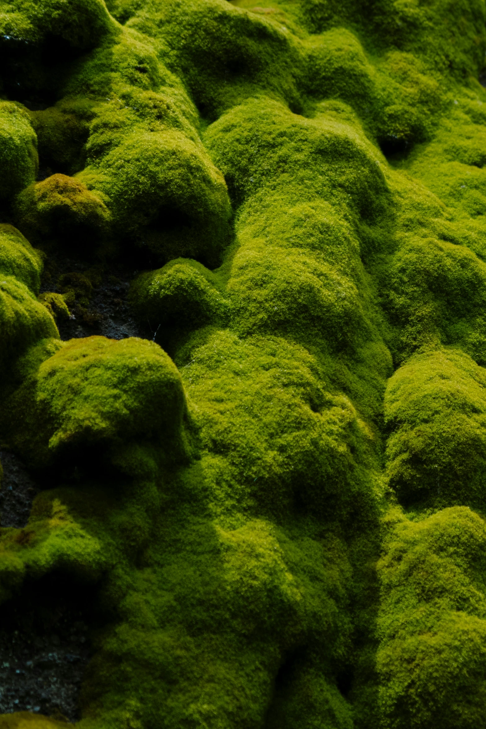 close up of moss growing in the sun