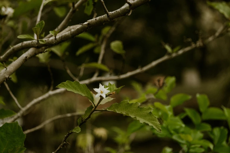 a nch with leaves and a white flower