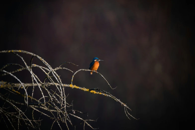 a small orange and blue bird on a thin tree