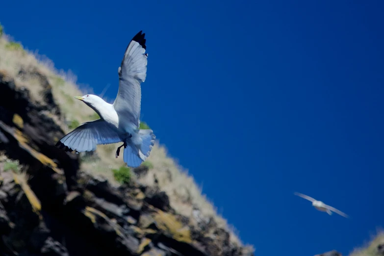 a seagull flies close to a cliff with another bird