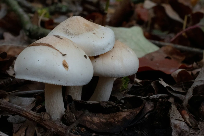 three mushrooms are growing among the leaves of the ground