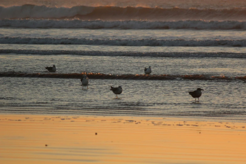 birds are standing in the water near the beach