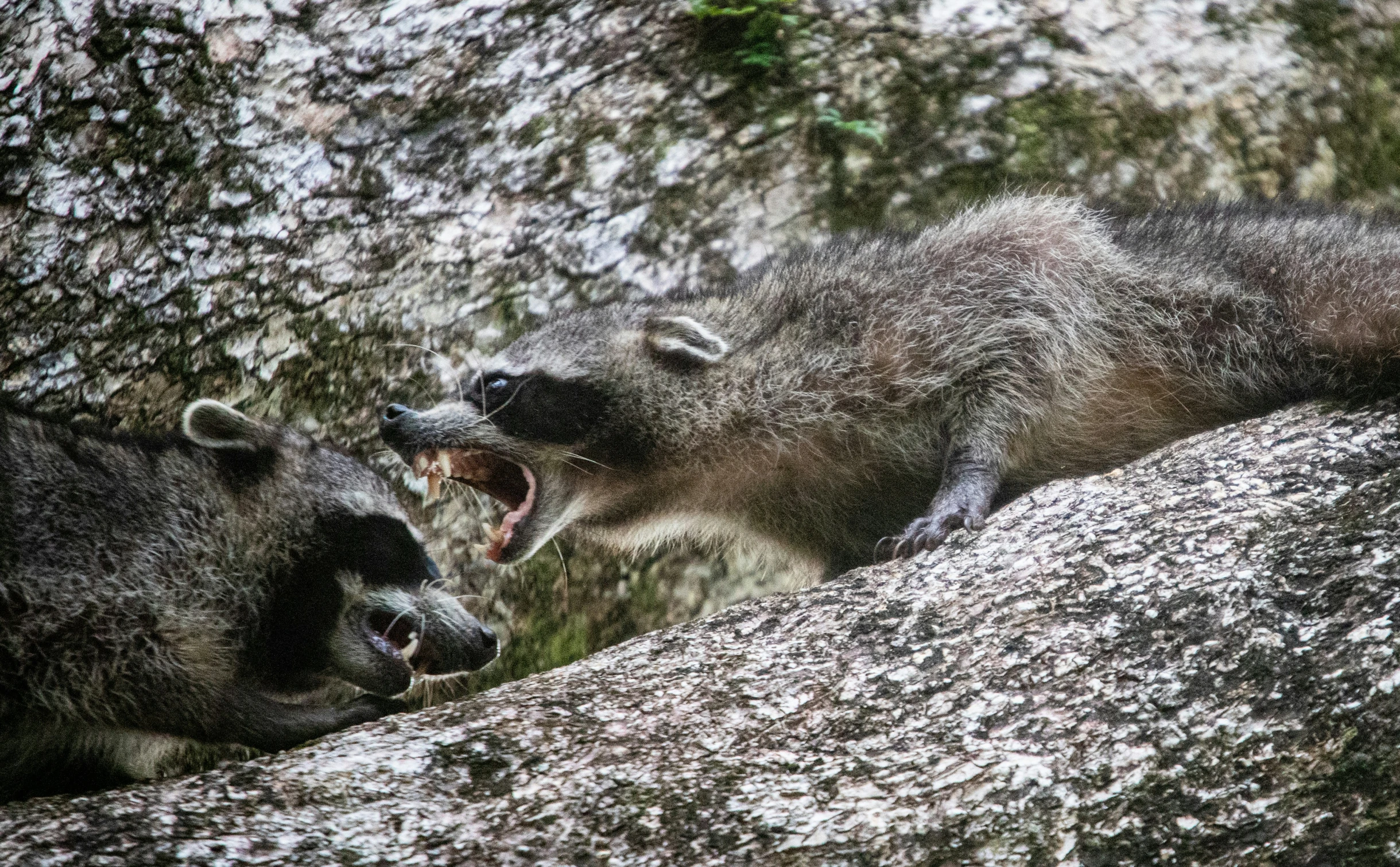 two brown bears with their mouth open on rocks