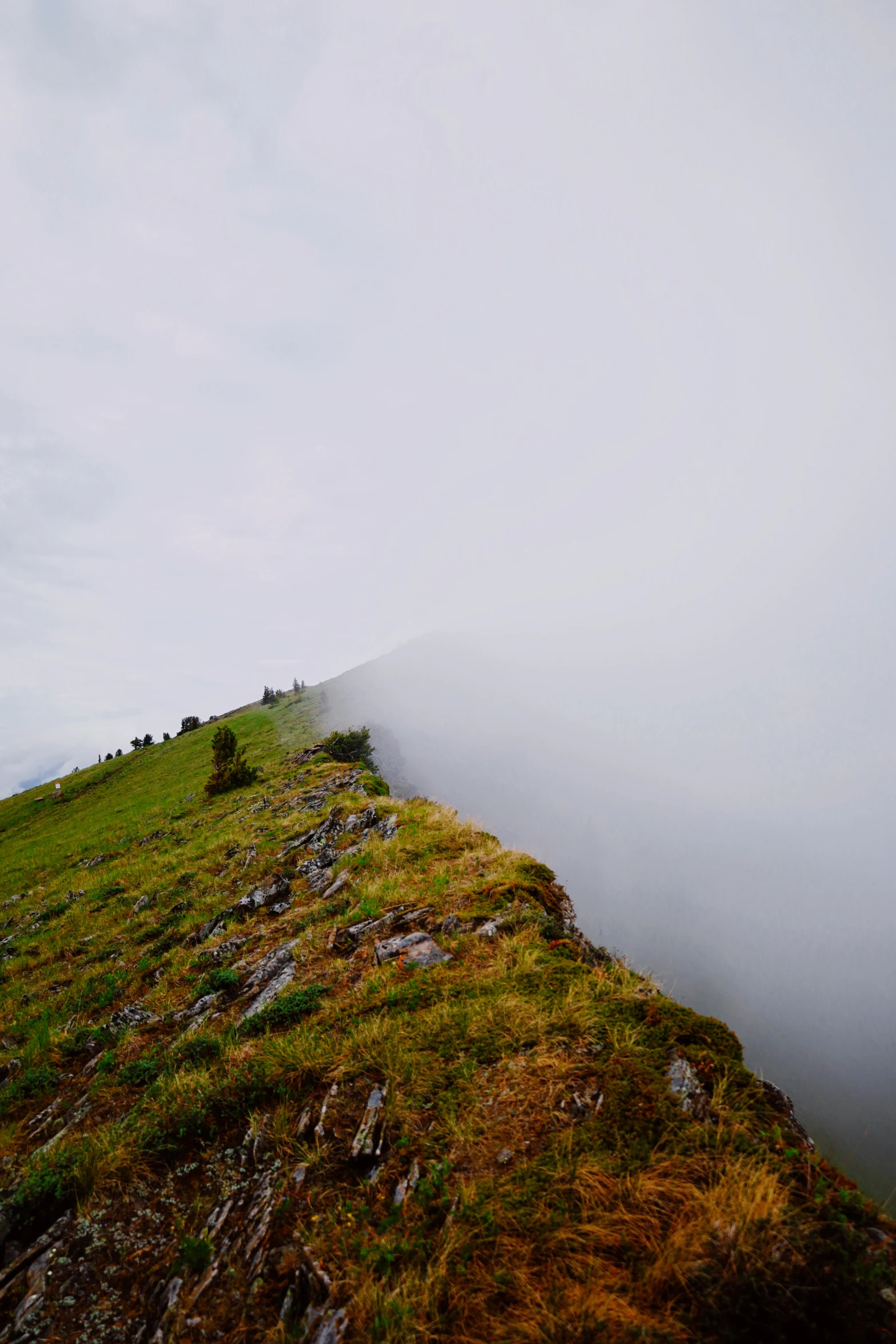 a grassy hill side with small trees on the top