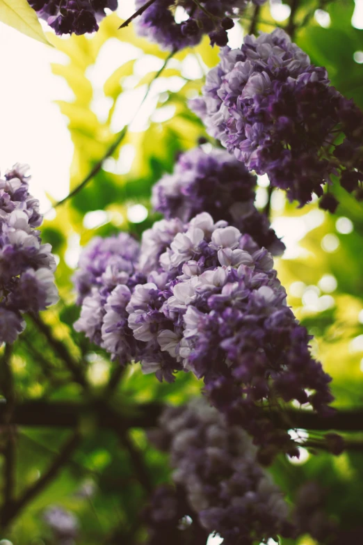 some pretty purple flowers are hanging by trees