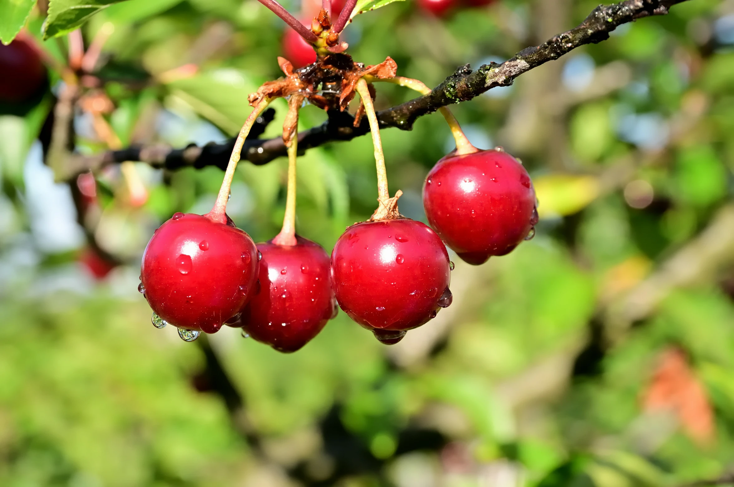 small berry clusters hanging from the nches of a tree