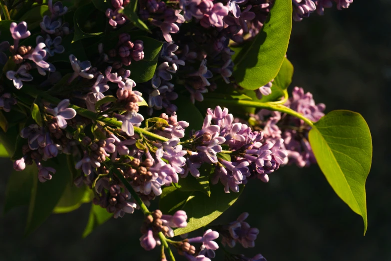 lavender flowers that are blooming for the first time