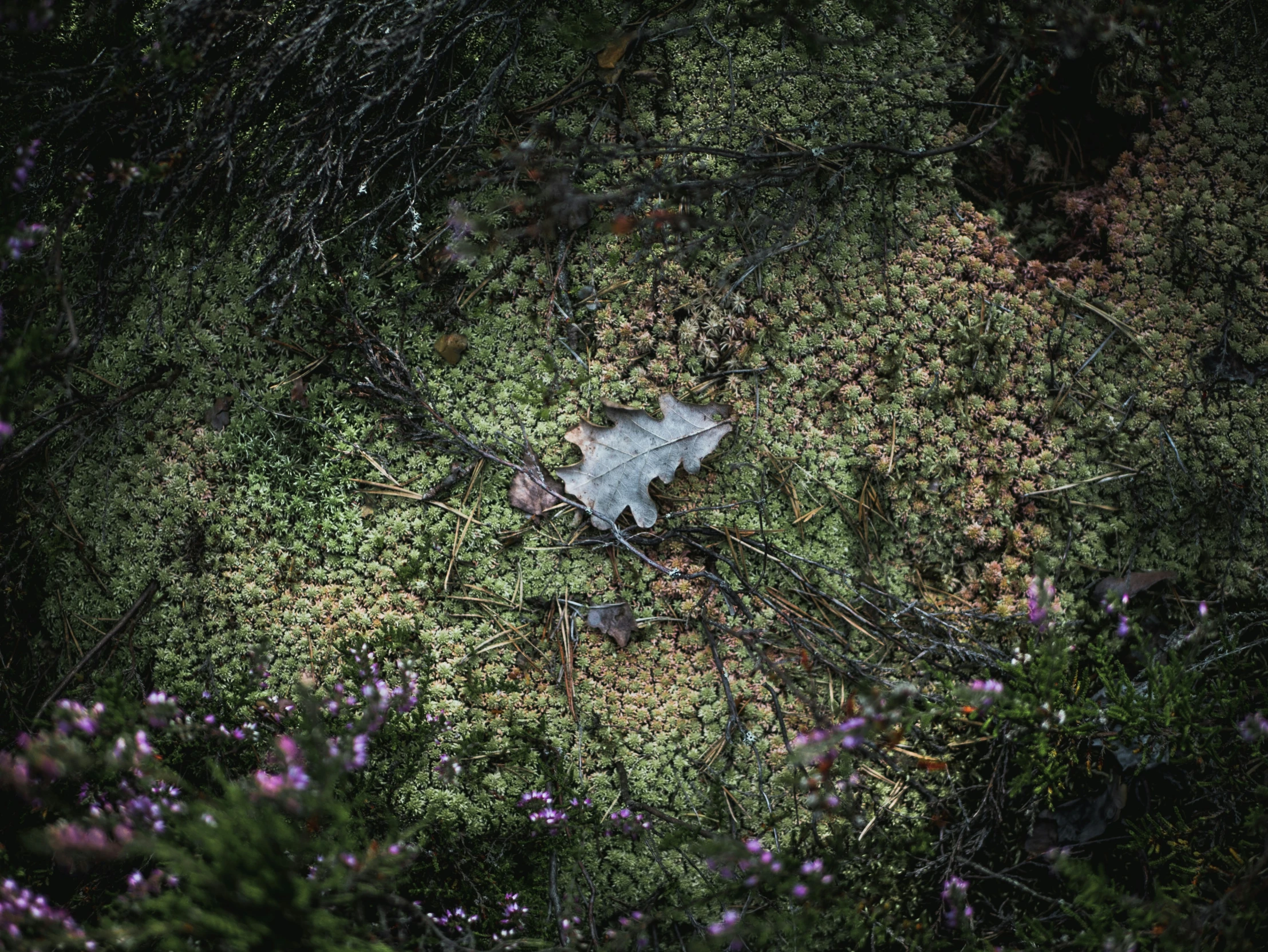 a leaf on some grass in the woods