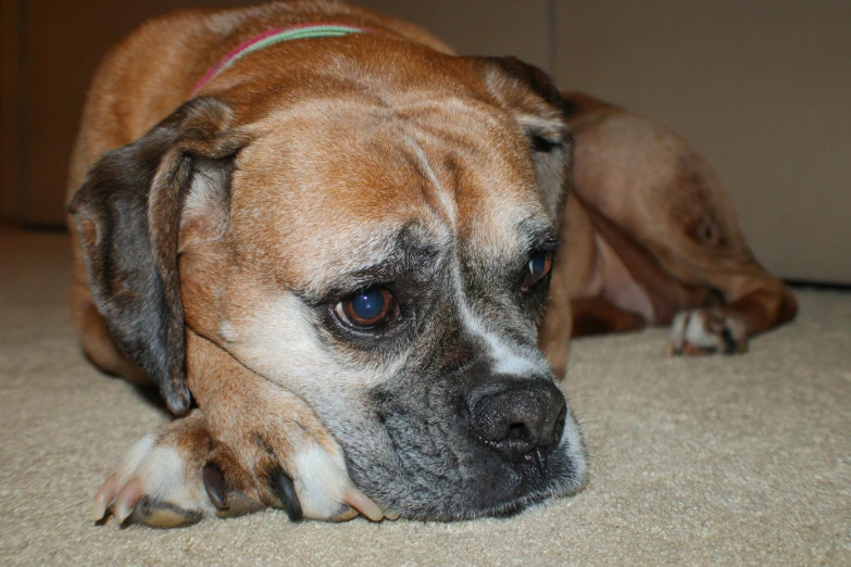 a dog resting on a carpet next to its owner