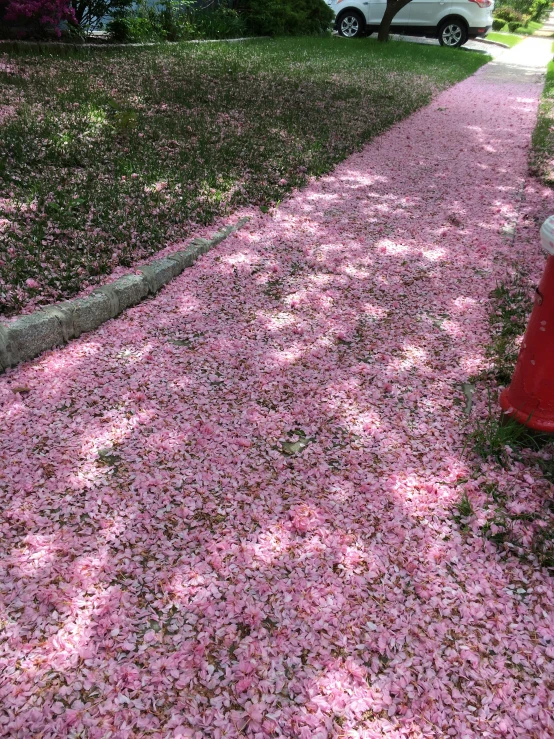 a patch of pink flowers that have sprinkled all over them