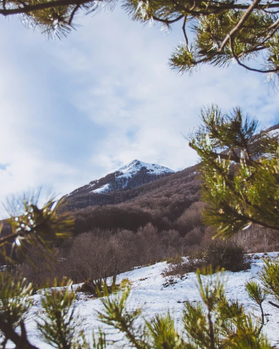 a mountain covered in snow with lots of pine trees