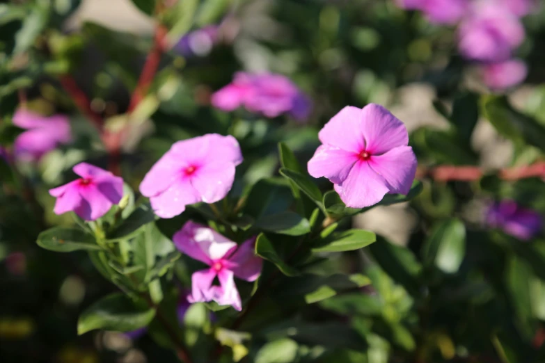 purple flower blooms blooming in a sunny day