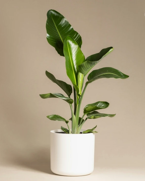 a large green plant is growing in a white pot