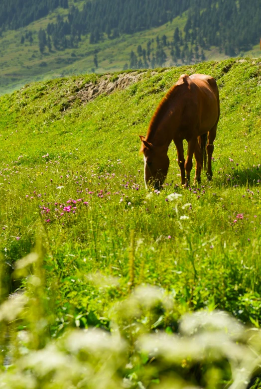 a horse eating grass in a field near some hills