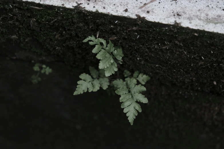 small green leaves growing on a dark black surface