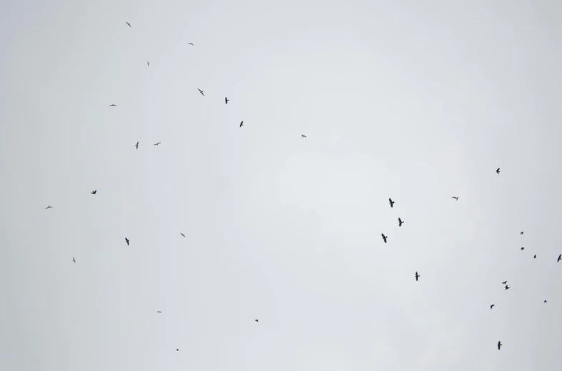 a big group of birds flying through the sky