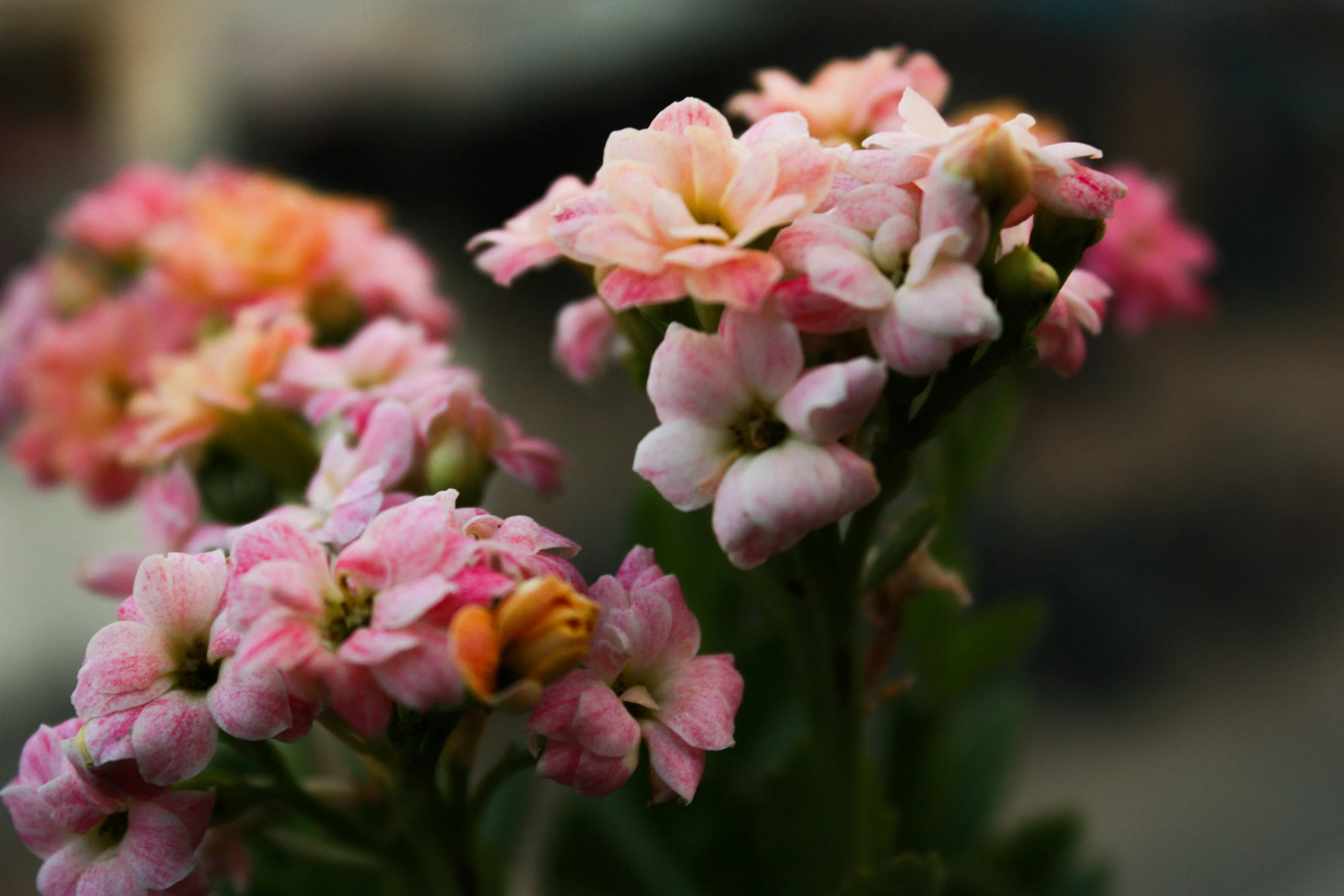 pink flowers are in bloom with small green leaves