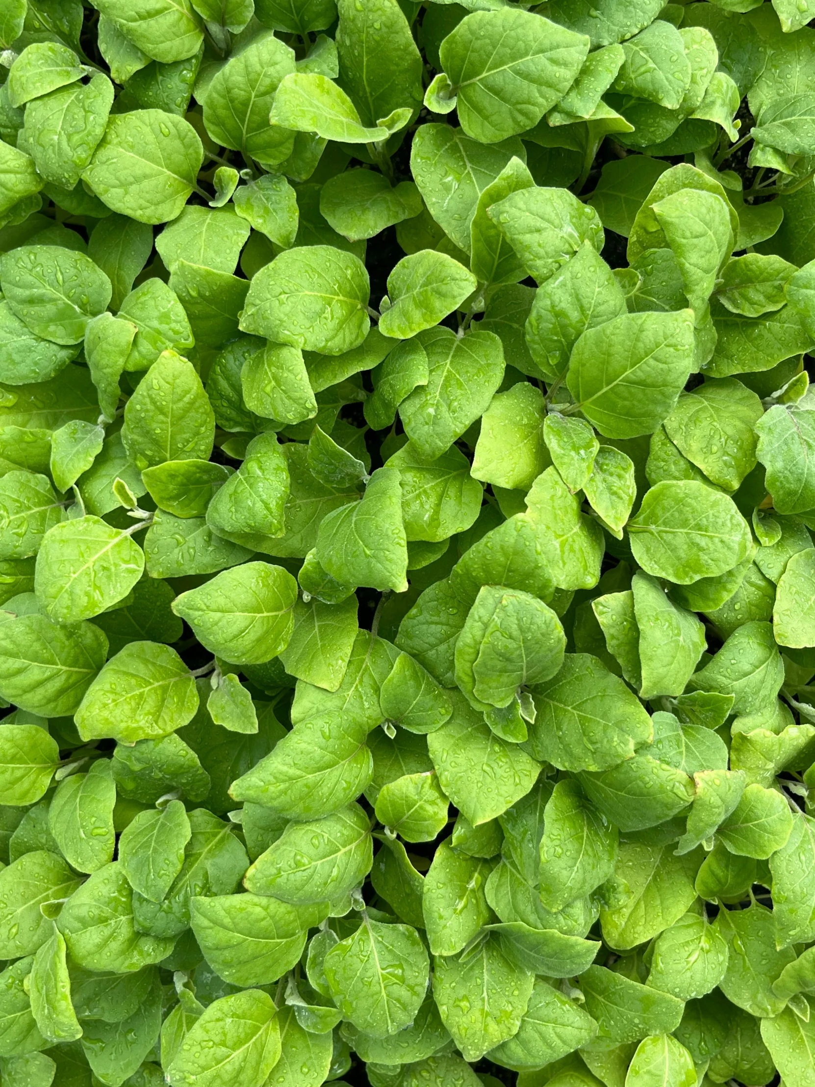 the leaves of this plant are bright green