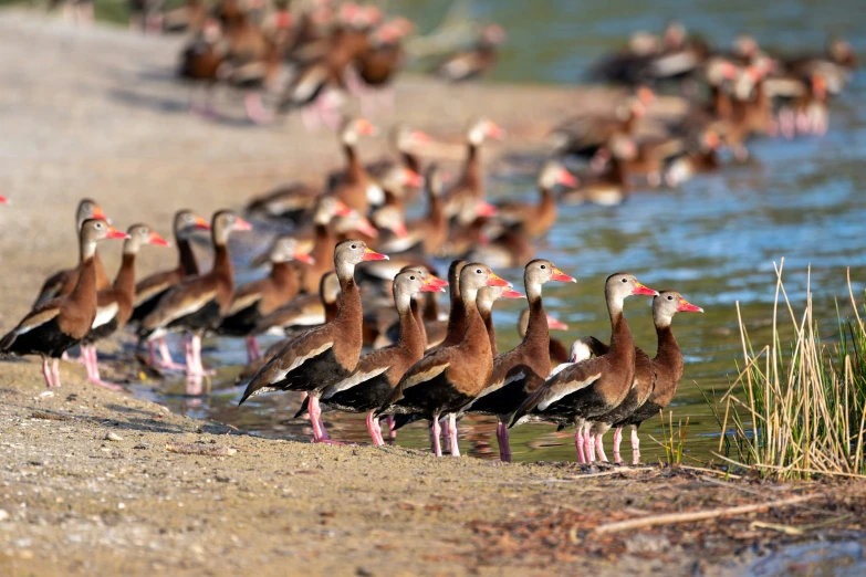 large flock of ducks standing in shallow water near a stream