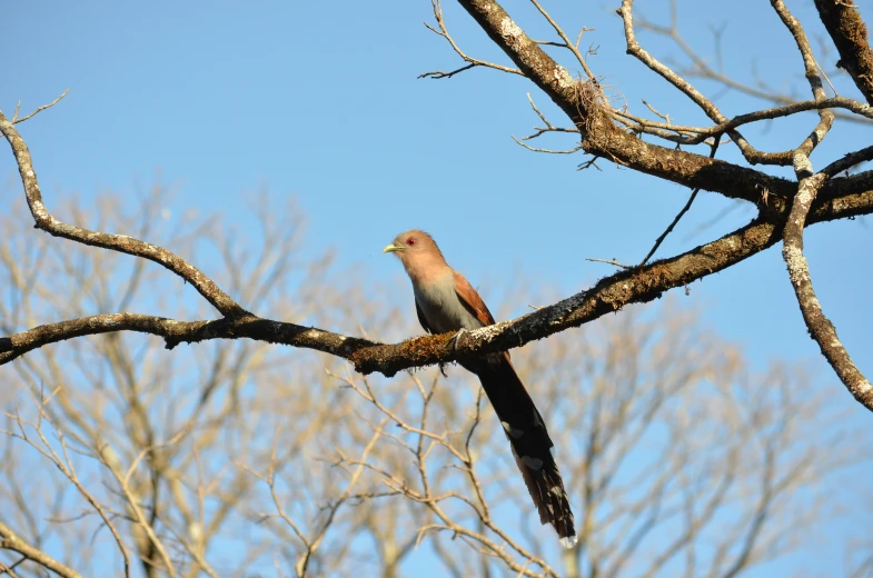 a small bird sitting on top of a tree nch