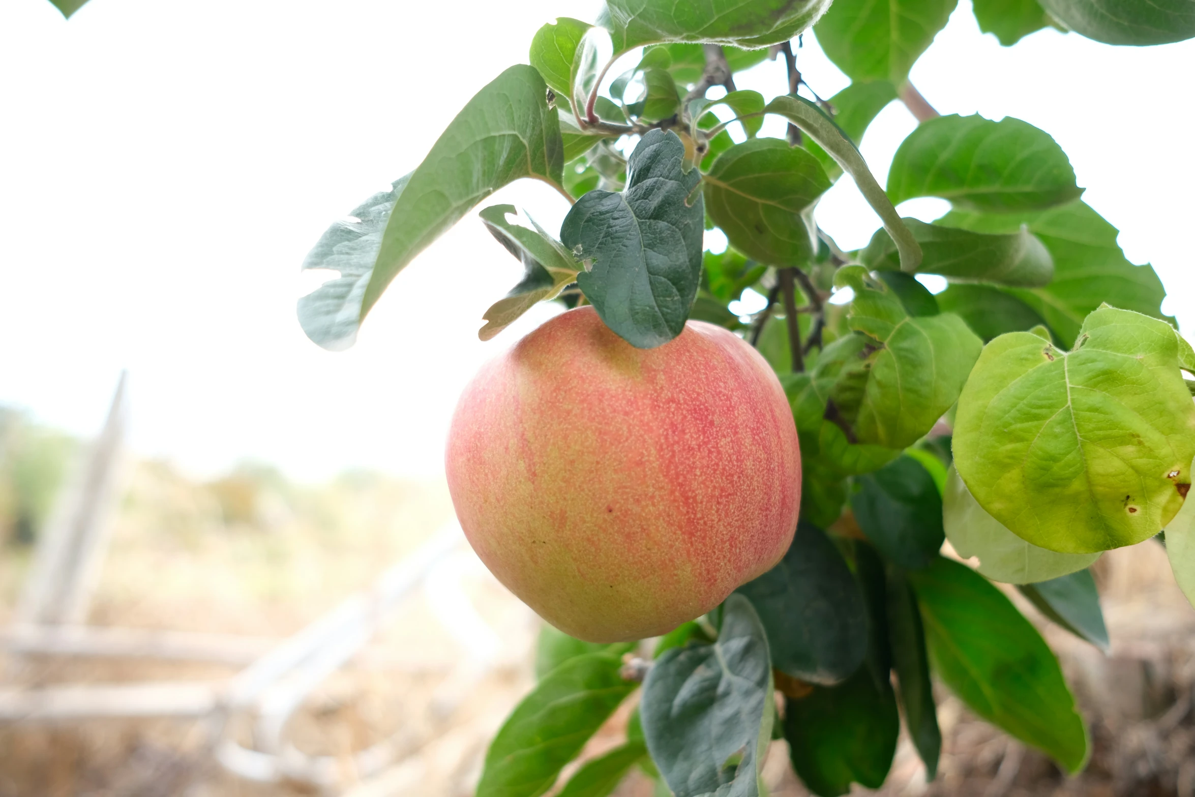 an apple on the tree has green leaves