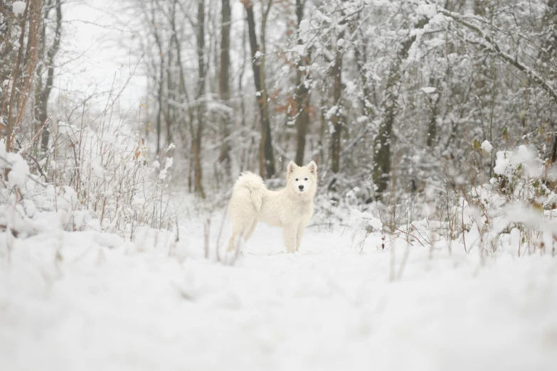 two white dogs standing in the snow near trees