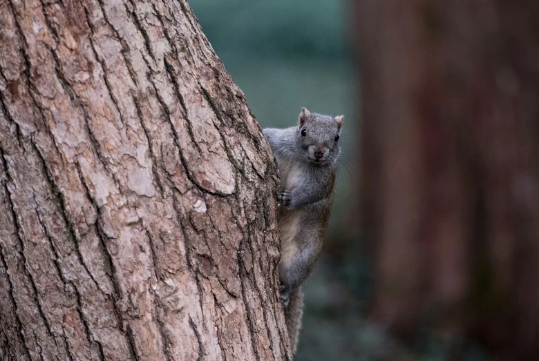 a small squirrel is peering out from the bark of a tree