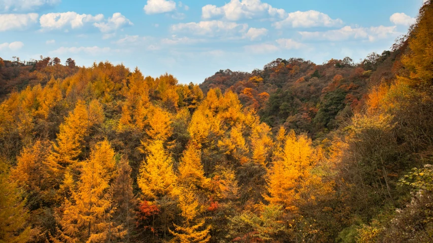 colorful trees are pictured in the foreground as they stand