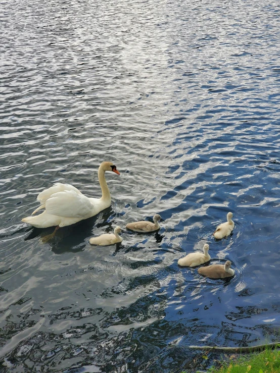 three ducks in the water with two geese next to them