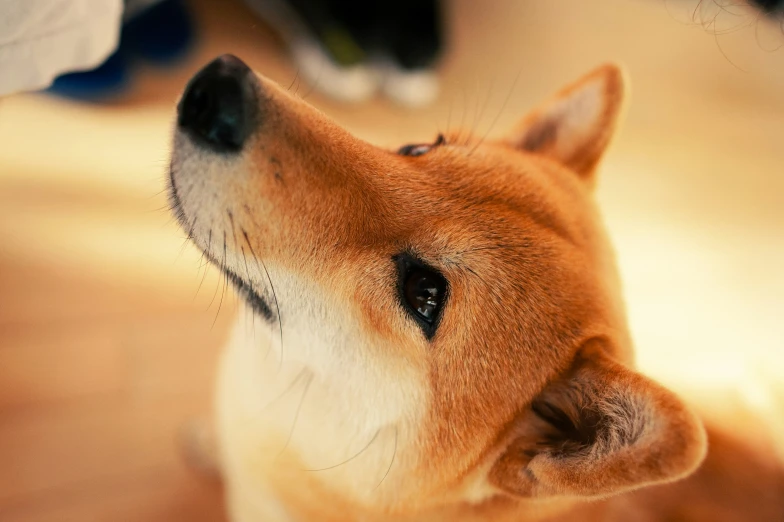 a small brown dog sitting on the floor