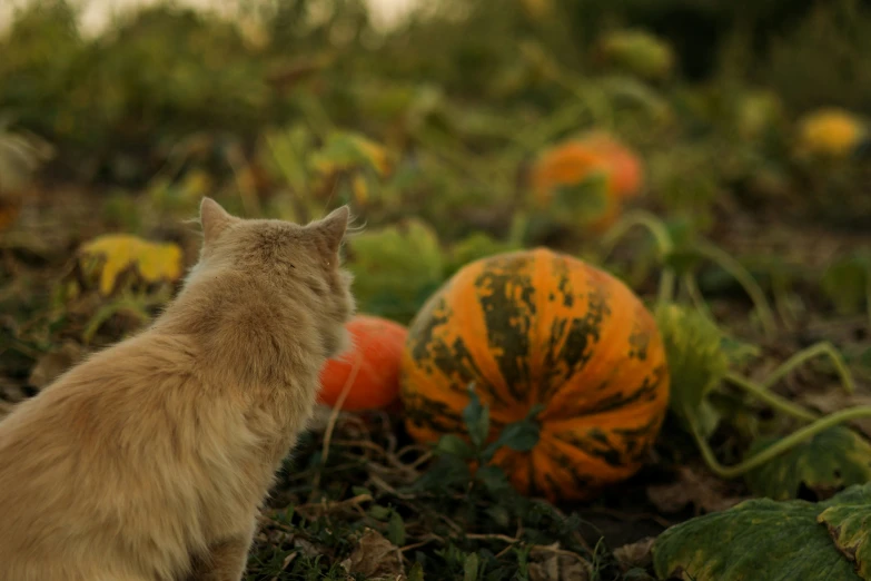 a cat looking at pumpkins in the grass