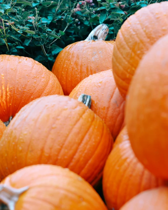 a pile of orange pumpkins sitting on the ground