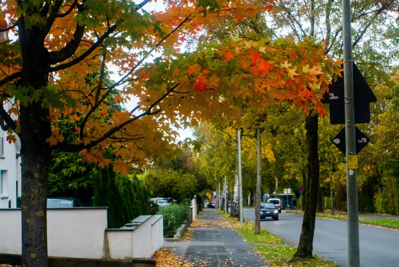 autumn foliage is changing colors near the road