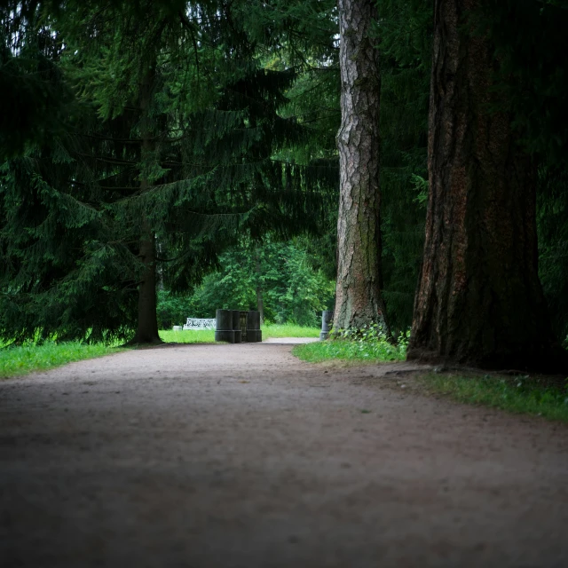 a quiet path between two large trees in the forest