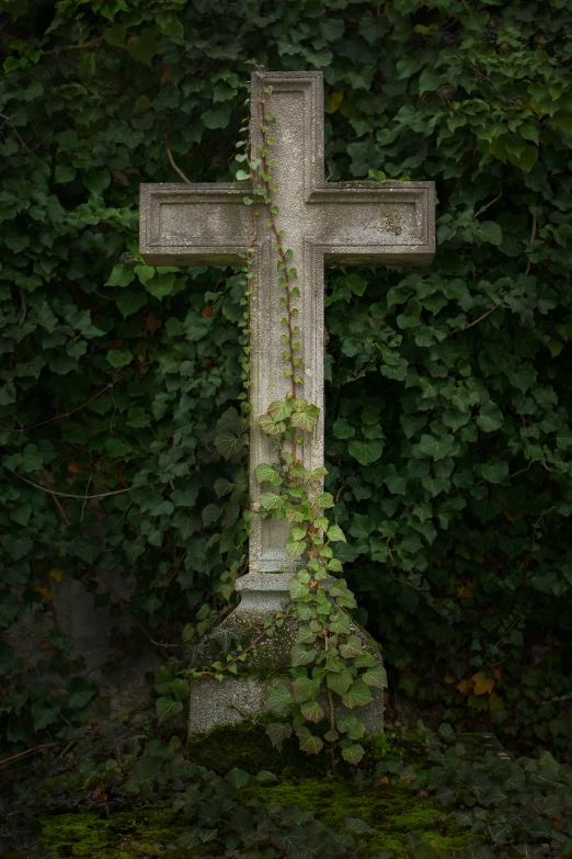 cross in front of trees and leaves with ivy growing up the base