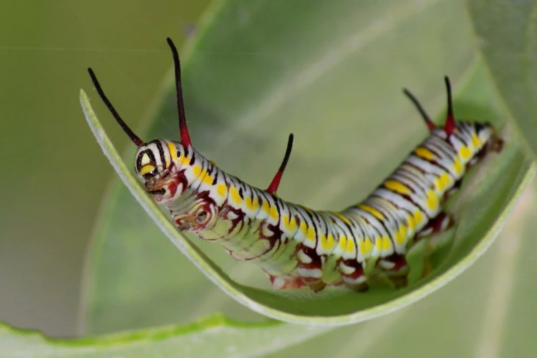 a colorful cater caterpillar is sitting on a green leaf