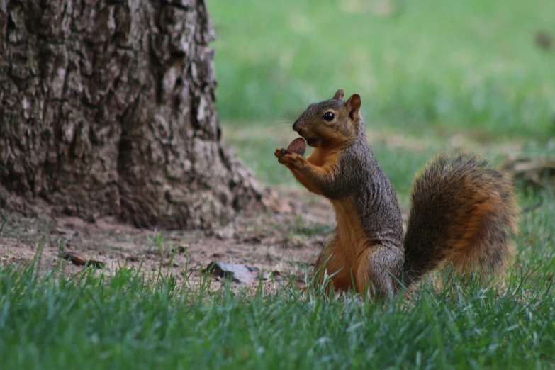a squirrel standing on it's hind legs next to a tree