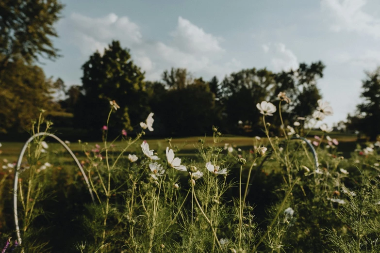 a field full of different kinds of flowers